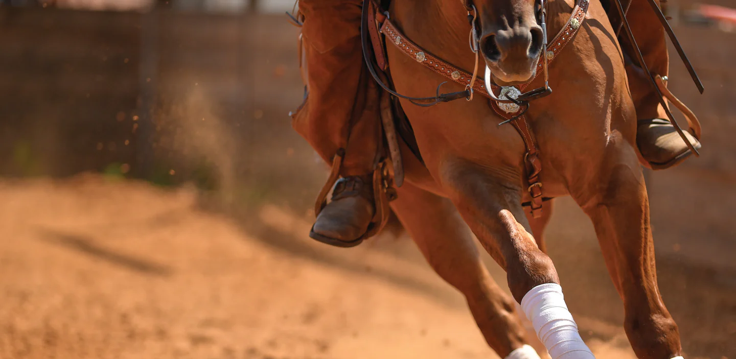 Premium Equine Gear for Less